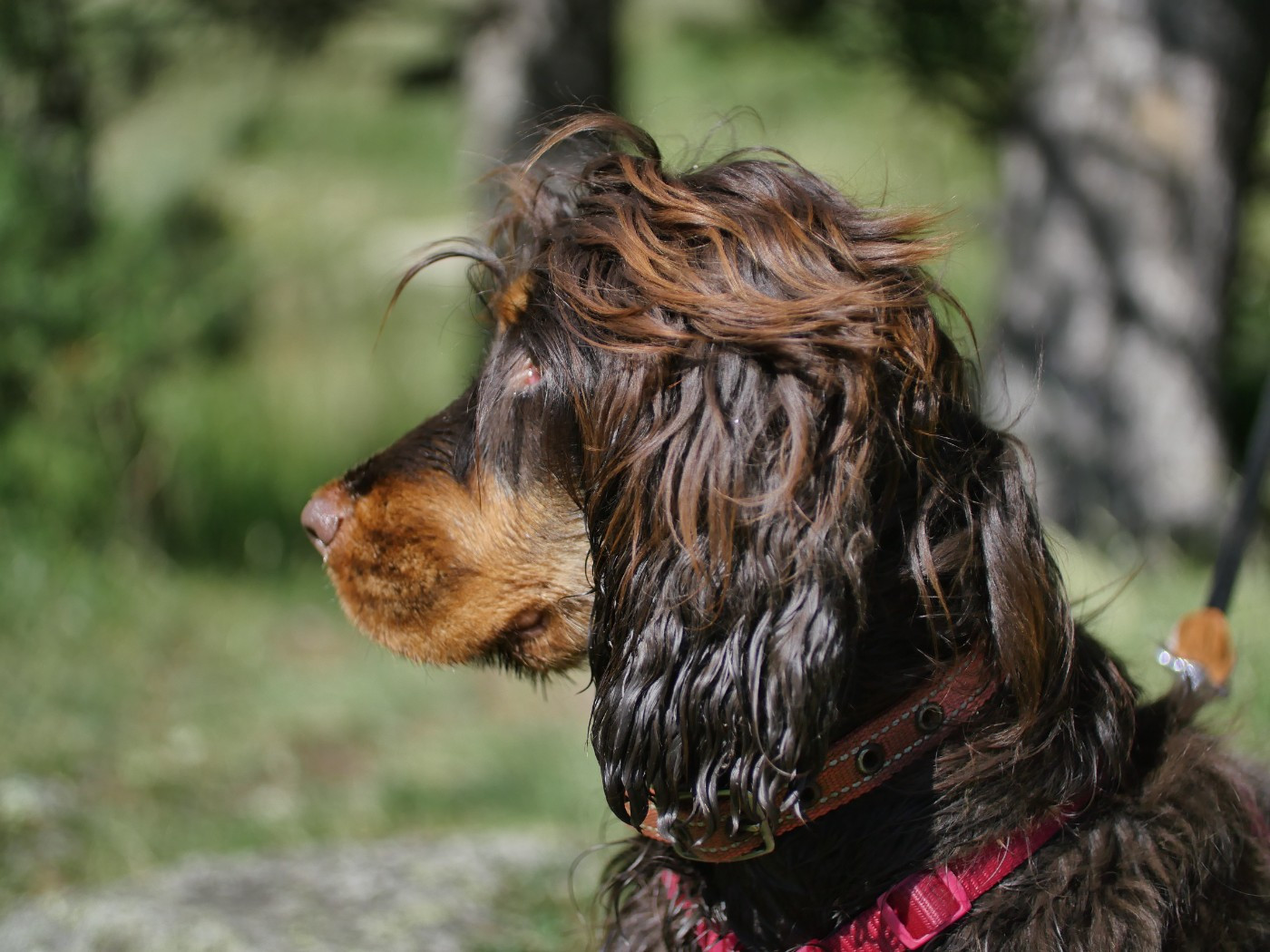 Victory Domaine De La Jolie Bulle